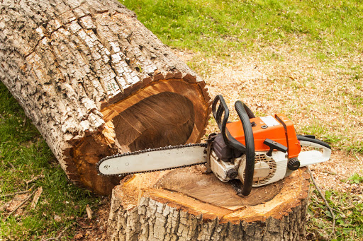 Ultimate Guide Tree Removal: Everything You Need to Know
