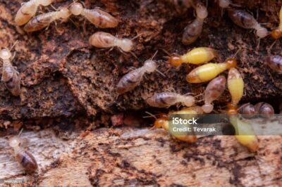 Demystifying Termites: Discovering the Value of Professional Inspections